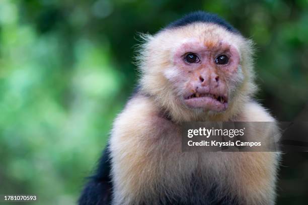 charming white-faced capuchin monkey - white throated capuchin monkey stockfoto's en -beelden