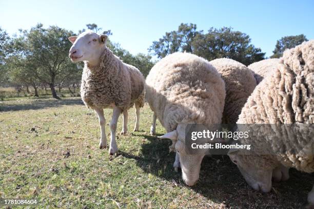 Rams eat grain from the ground in a paddock near Balliang outside of Melbourne, Australia, on Friday, Nov. 10, 2023. Australia's sheep industry is in...