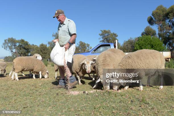 Farmer pours lupins and grain feed on the ground in a paddock near Balliang outside of Melbourne, Australia, on Friday, Nov. 10, 2023....