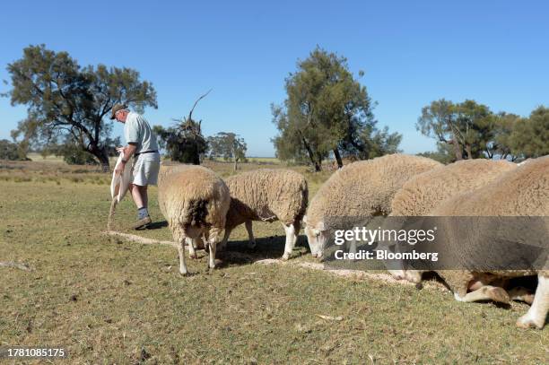 Farmer feeds rams in a paddock near Balliang outside of Melbourne, Australia, on Friday, Nov. 10, 2023. Australia's sheep industry is in crisis, with...