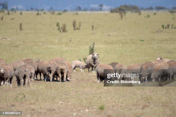 Ewes and lambs graze in a paddock near Balliang outside of Melbourne, Australia, on Friday, Nov. 10, 2023. Australia's sheep industry is in crisis,...