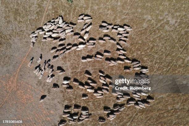 Ewes and lambs graze in a paddock near Balliang outside of Melbourne, Australia, on Friday, Nov. 10, 2023. Australia's sheep industry is in crisis,...