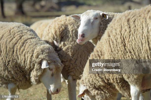 Rams eat grain from the ground in a paddock near Balliang outside of Melbourne, Australia, on Friday, Nov. 10, 2023. Australia's sheep industry is in...