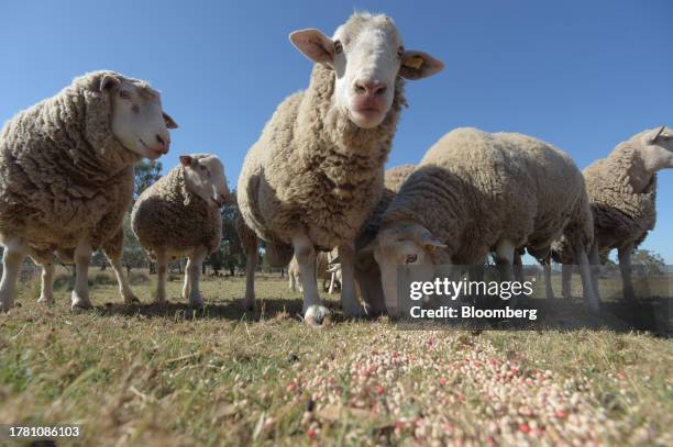 Rams eat grain from the ground in a paddock near Balliang outside of Melbourne, Australia, on Friday, Nov. 10, 2023. Australia's sheep industry is in...
