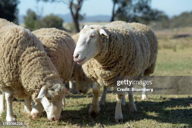 Australian Rams Free Rams Photos and Premium High Res Pictures - Getty Images