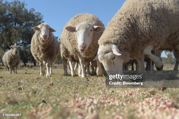 Rams eat grain from the ground in a paddock near Balliang outside of Melbourne, Australia, on Friday, Nov. 10, 2023. Australia's sheep industry is in...