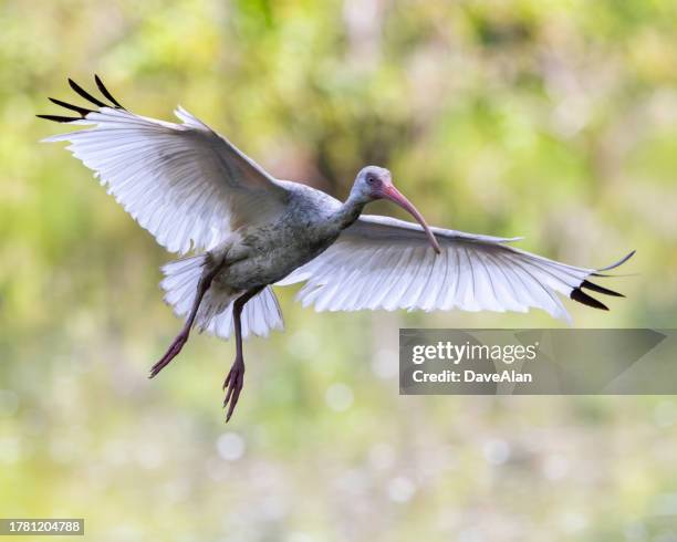 ibis wingspan flight south carolina wildlife. - ibis bildbanksfoton och bilder