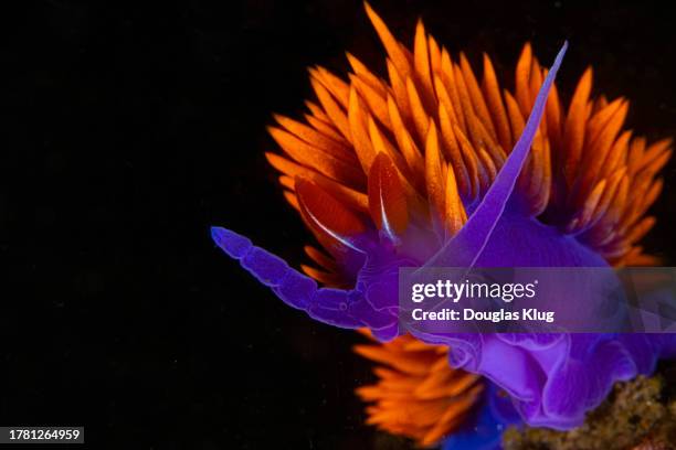 nudibranch8apr16-23 - nudibranch stock pictures, royalty-free photos & images