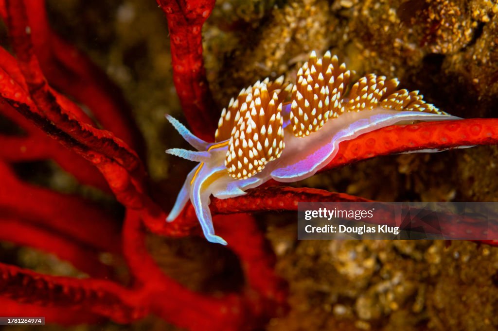 Nudibranch5Apr23-23