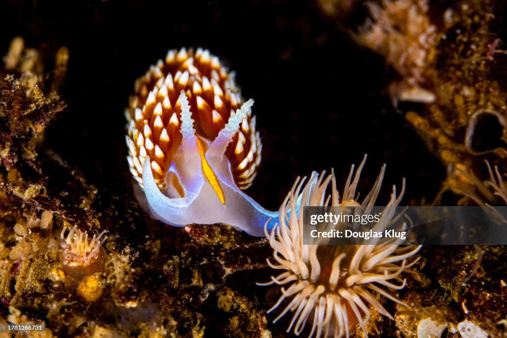 Nudibranch4Apr16-23
