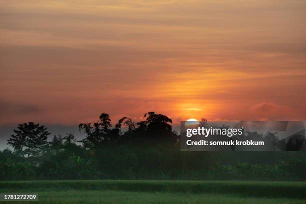 111 Morning Sun Shining In Rice Field Stock Photos, High-Res Pictures ...
