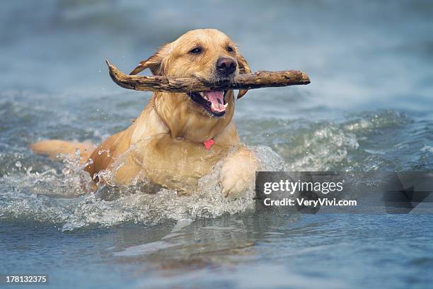 beach dog... fetch your stick! - dog swimming stock pictures, royalty-free photos & images