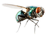 Extreme close-up of a flying house fly