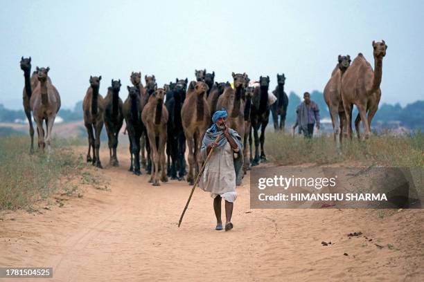 Camel herders walk along with their camels ahead of the annual Camel Fair at Pushkar in India's desert state of Rajasthan on November 14, 2023.