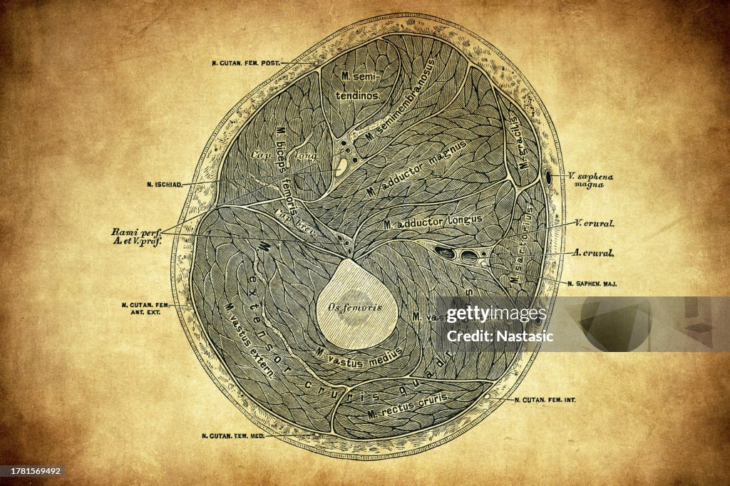 Horizontal section in the middle third of the thigh
