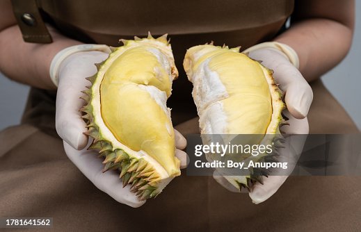 Pulp Hand Image Someone Hands Holding Durian Pulp In Hands Before Eat It High-Res Stock ...