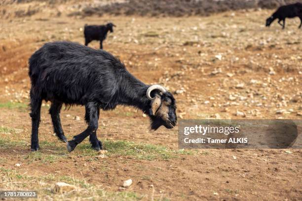 grazing goats at the forest - grazing stock pictures, royalty-free photos & images
