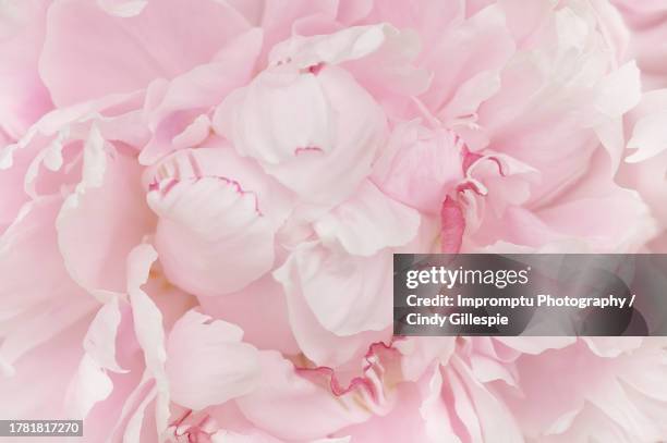 sarah bernhardt peony front view riffled petals - peony stock pictures, royalty-free photos & images