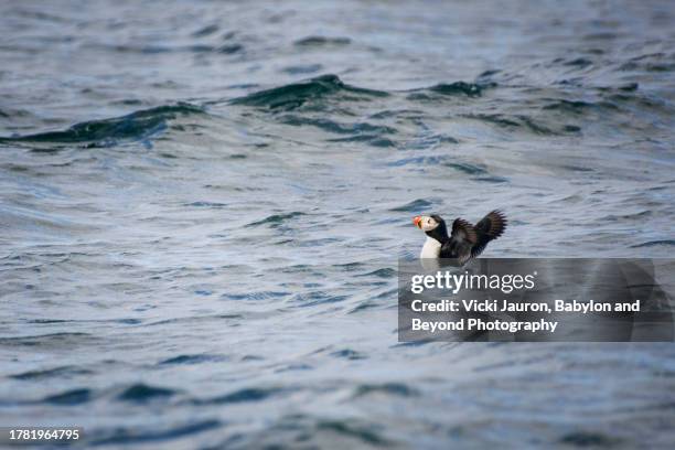 adorable atlantic puffin in glittering blue water near isle of skye, scotland - beyond stock pictures, royalty-free photos & images