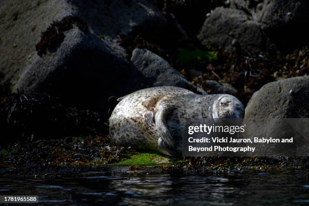 cute face and expression of gray seal on rocks near isle of skye, scotland - beyond stock pictures, royalty-free photos & images