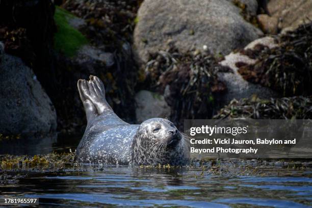 cute gray seal in water against rocks outside isle of skye, scotland - beyond stock pictures, royalty-free photos & images