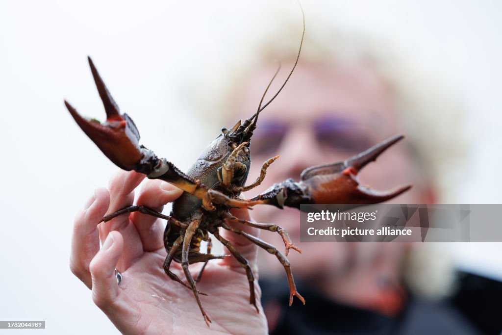 Installation of a fish-passable crayfish barrier