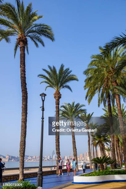 palmeiras no parque de elche em benidorm - espanha - valencia spagna - fotografias e filmes do acervo