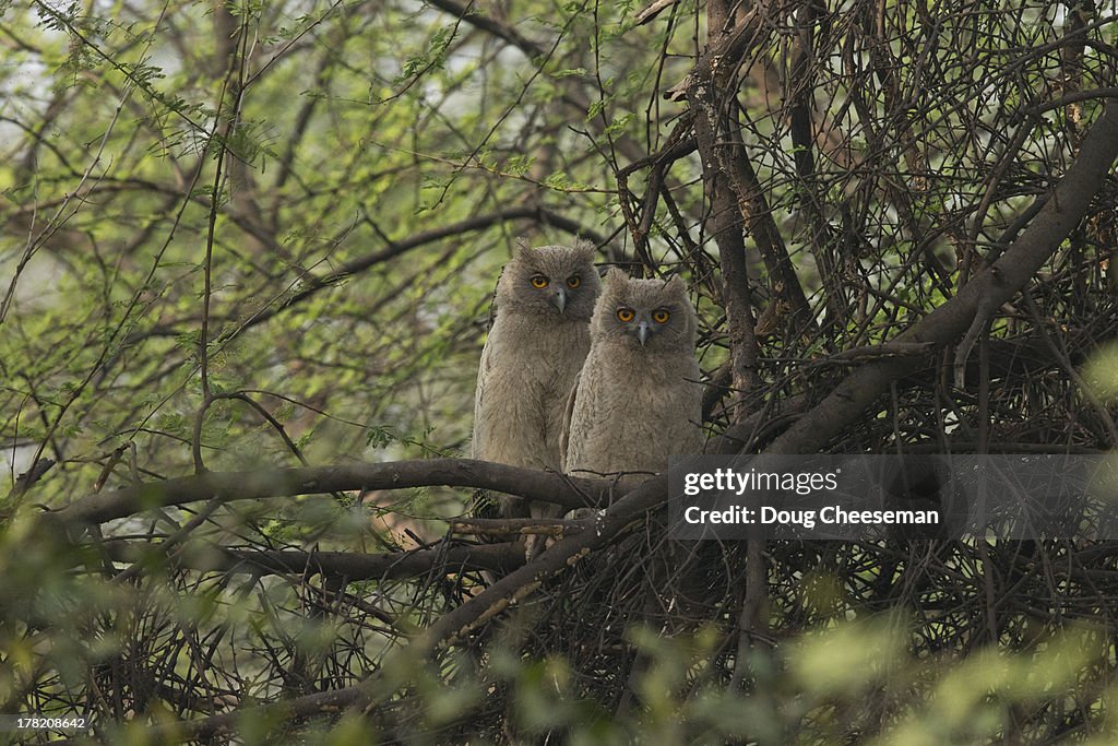 Young dusky Eagle Owl