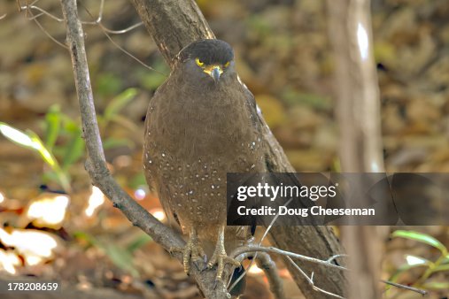 Crested Serpent Eagle Crested Serpent Eagle