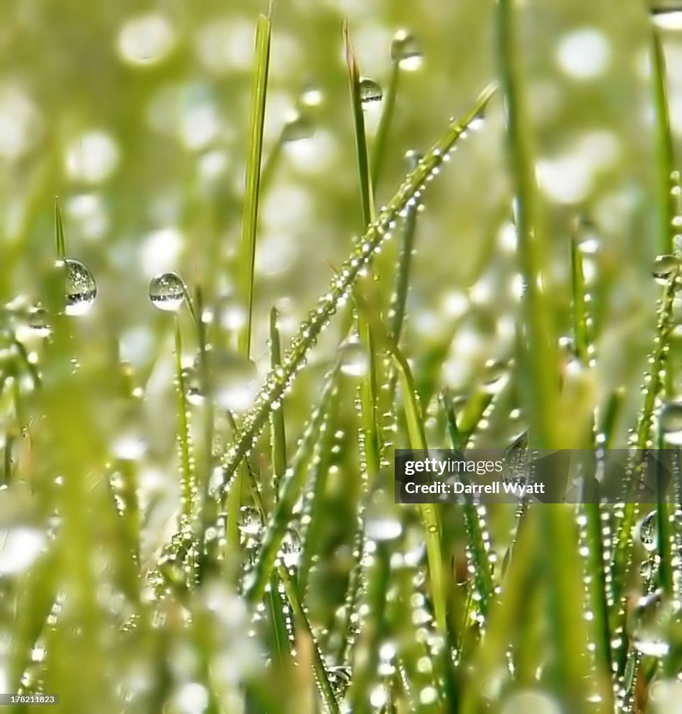 The lawn was strewn with diamonds