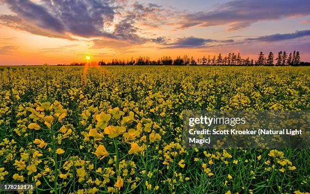 canola sunset - manitoba stock pictures, royalty-free photos & images