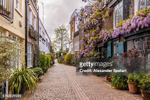 Cobbled street with mews houses decorated with wisteria flowers in South Kensington, London, UK