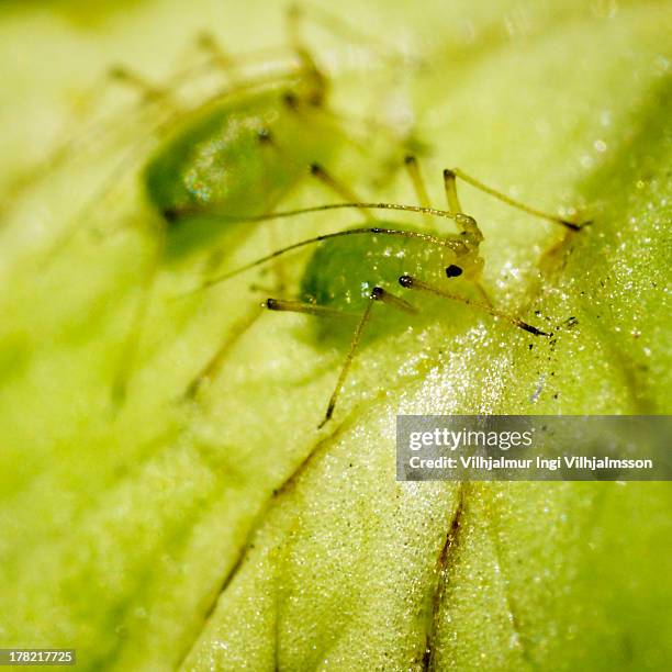 aphids or plant lice (aphidoidea) - aphid stockfoto's en -beelden