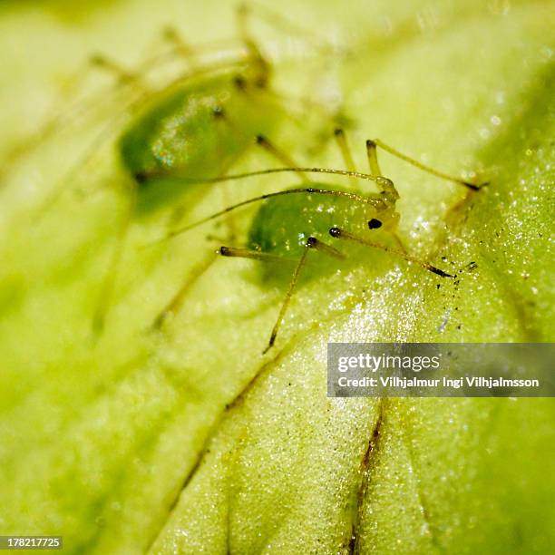 aphids or plant lice (aphidoidea) - aphid stock pictures, royalty-free photos & images