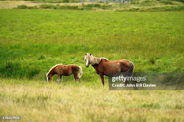 welsh mountain pony and foal. - welsh pony stockfoto's en -beelden