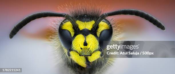Boston Insects 90 Boston Vespa Stock Photos, High-Res Pictures, and Images - Getty Images