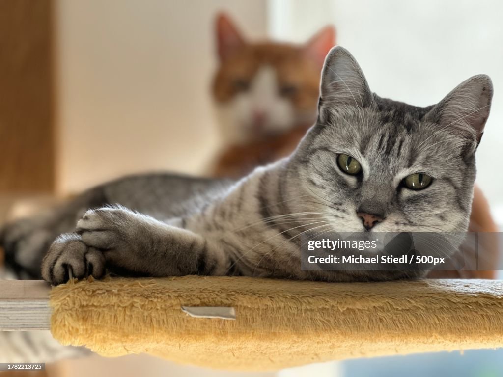 Close-up portrait of cat lying on floor,Wien,Austria