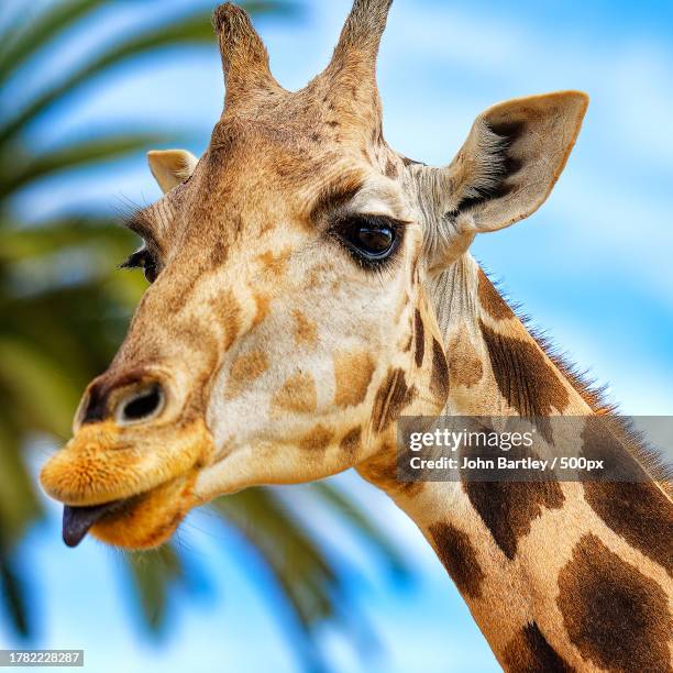 low angle view of giraffe against sky,escondido,california,united states,usa - escondido, california stock pictures, royalty-free photos & images