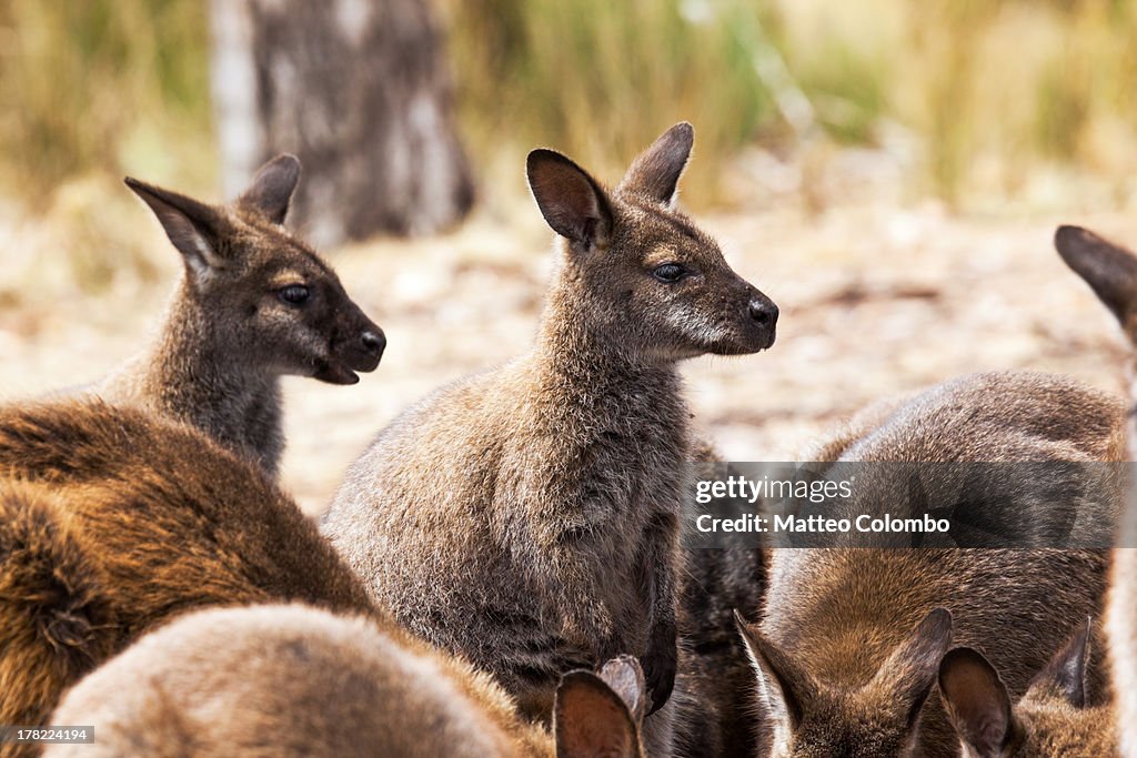 Close up of group of wallabies in Australia