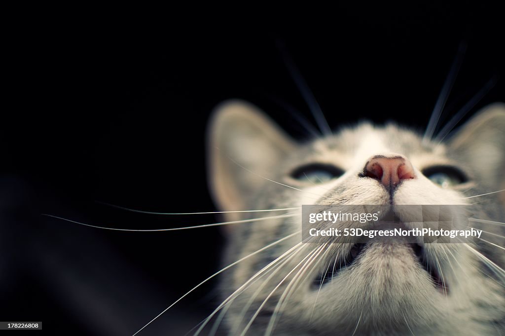 Close up of a cat's face with it's nose in the air