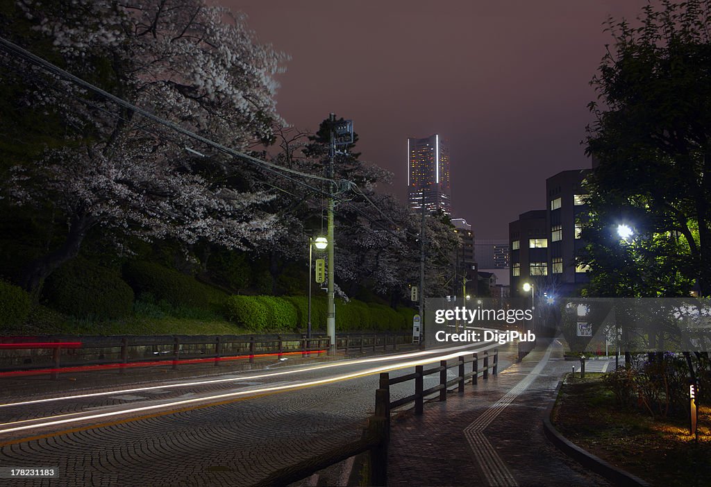 Sakura and light trails