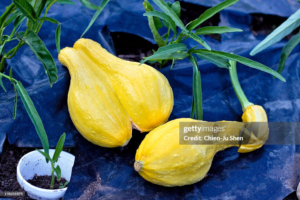 Yellow squash and water spinach