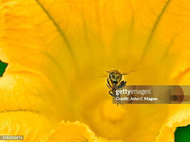 honey bee flying in flower - flower close up stock pictures, royalty-free photos & images