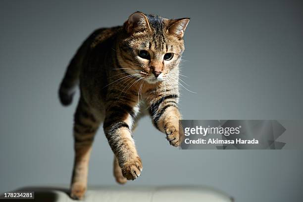 jumping tabby cat - cat jump stockfoto's en -beelden