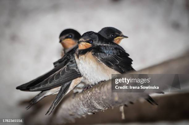 swallows - barn swallow stock pictures, royalty-free photos & images