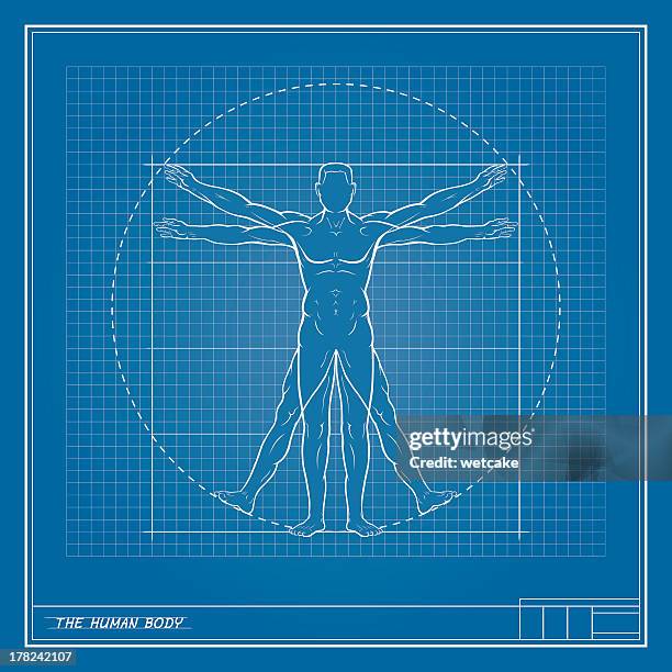 menschlicher körper - da vinci stock-grafiken, -clipart, -cartoons und -symbole