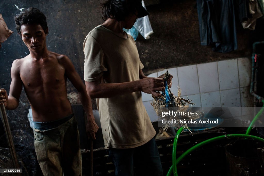 Cambodia On Alert After 17th Case Of Bird Flu Reported