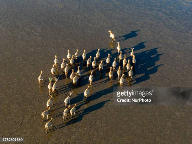 Elks run in Dafeng Elk National Nature Reserve in Yancheng City, Jiangsu Province, China, November 13, 2023.