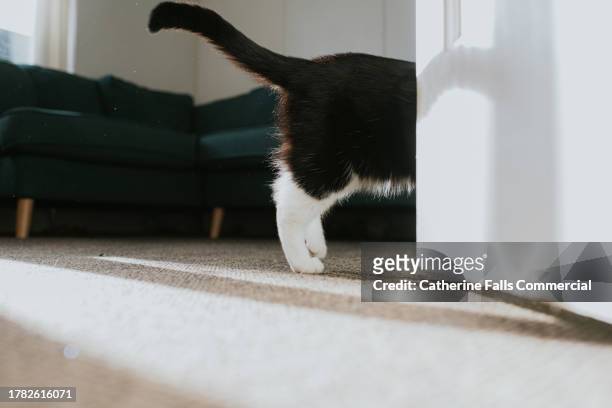 the back end of a black and white cat, obscured behind a door - hairy bum 個照片及圖片檔