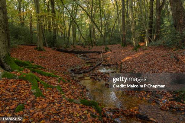 autumn colours at burnham beeches, buckinghamshire, uk - wood stock pictures, royalty-free photos & images